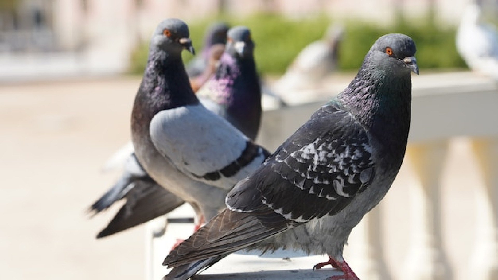 Pics anti-pigeon à Auxerre : une solution efficace en complément des filets pour protéger vos bâtiments